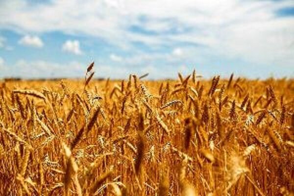 چرا اصلاح قیمت گندم یک ضرورت اجتناب‌ناپذیر است؟