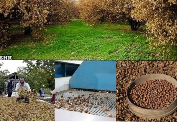 توجه به افزایش بهره وری و میانگین تولید در باغات فندق