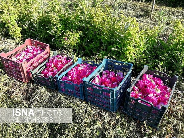 این گل‌های خوشبو امسال خریدار ندارند!