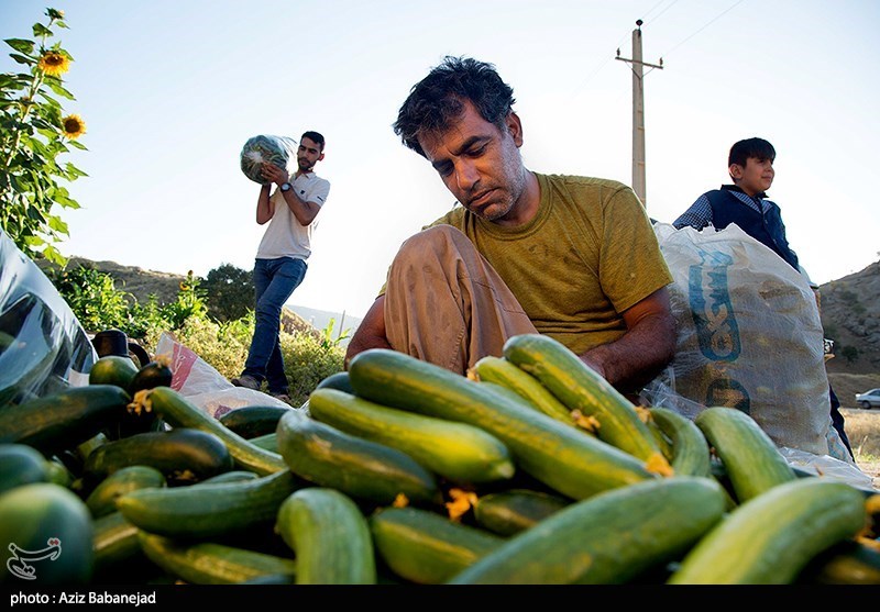 موز و خیار هفته آینده ارزان می‌شود