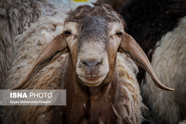 گوسفند کیلویی چند؟